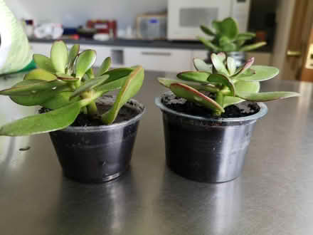 Photo of free Money Plant cuttings (Southbourne BH6) #2