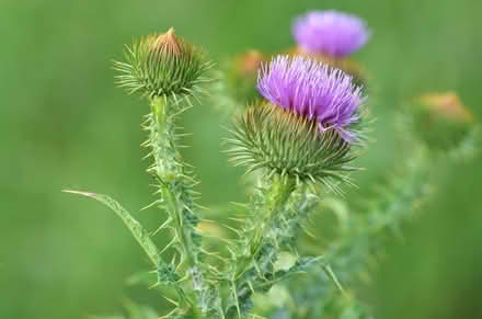 Photo of free Thistle Seeds (Shortheath, Farnham) #1