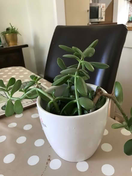 Photo of free Money plant cuttings (Monks Hill CR2) #1