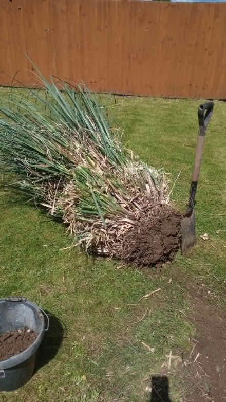 Photo of free Pampas grass - large clump (Innsworth GL3) #1