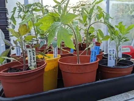 Photo of free Tomato plants - Heirloom varieties (Bolton le Sands LA5) #1