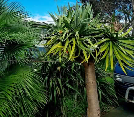 Photo of free draco draceana tree (huia) #2