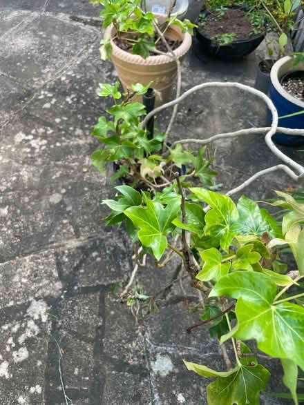 Photo of free IV plant (Chigwell IG7) #2