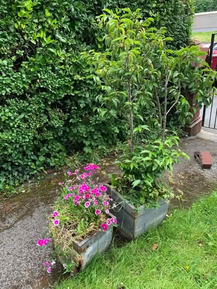 Photo of free plants (Broadgate PR1) #3