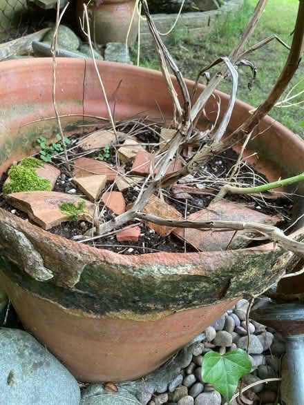 Photo of free Lots of pot crocks (East Finchley N2) #1