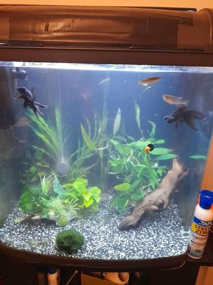 Photo of free Fish tank (BS7) #1