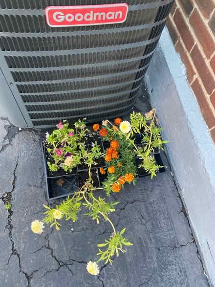 Photo of free flowers (Ridley Park) #1