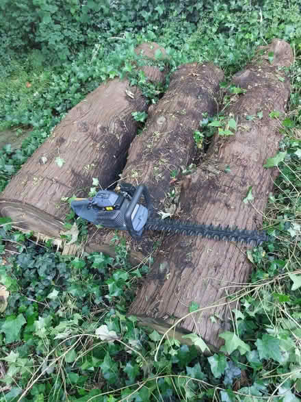 Photo of free Large firewood logs (Carnforth LA5) #1
