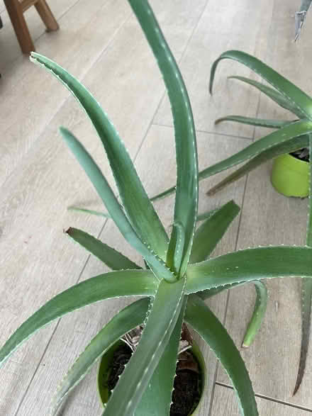 Photo of free 2 aloe plants (Barnes SW13) #2