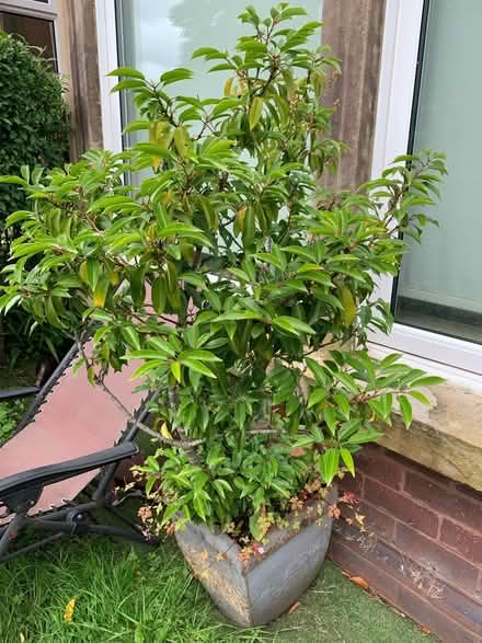 Photo of free plants (Broadgate PR1) #2
