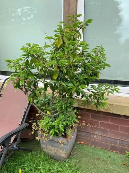 Photo of free plants (Broadgate PR1) #1