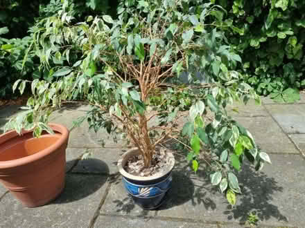 Photo of free Large benjamin fig pot plant (Norbury SW16) #1
