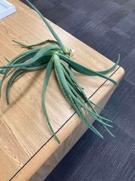 Photo of free Aloe plant (harvested 6/17/24) (Canyon Park/Bothell) #1