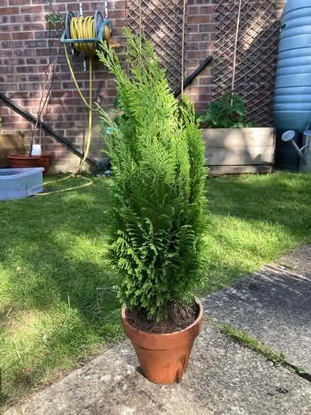 Photo of free Plants and trees (Waterlooville) #3