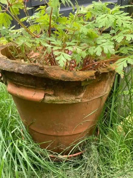 Photo of free Lots of pot crocks (East Finchley N2) #2