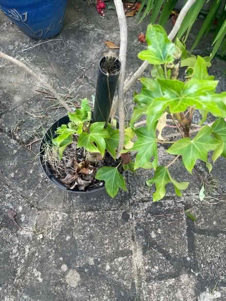 Photo of free IV plant (Chigwell IG7) #1