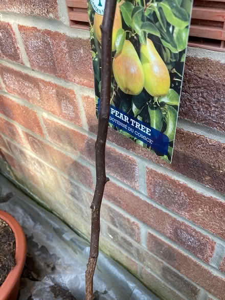 Photo of free Plants and trees (Waterlooville) #2