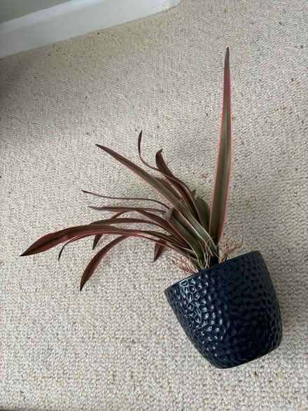 Photo of free Artificial palm (BS3) #1