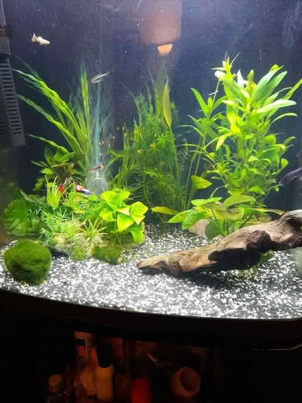 Photo of free Fish tank (BS7) #2