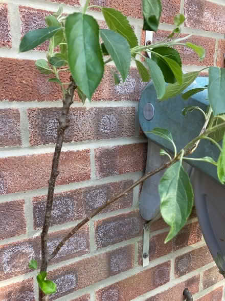 Photo of free Plants and trees (Waterlooville) #1