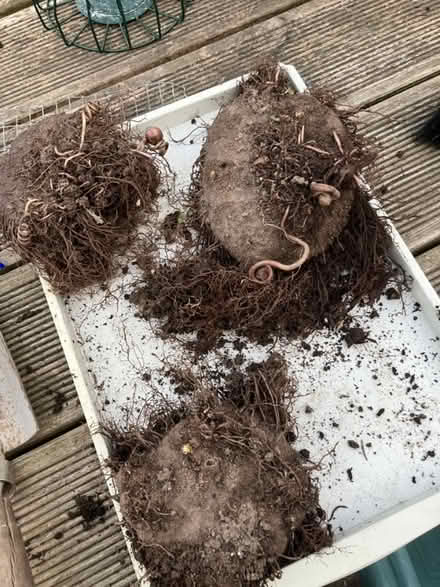 Photo of free 3 Large Cyclamen corms (Micklefield HP13) #1