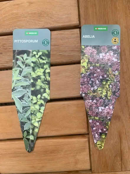 Photo of free Rhododendron/Pittosporum/Abelia (Ewell, KT19) #2