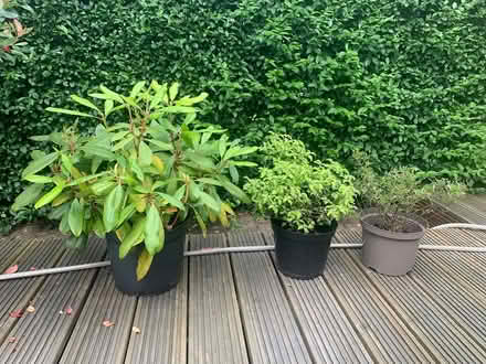 Photo of free Rhododendron/Pittosporum/Abelia (Ewell, KT19) #1