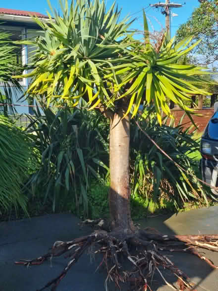 Photo of free draco draceana tree (huia) #1