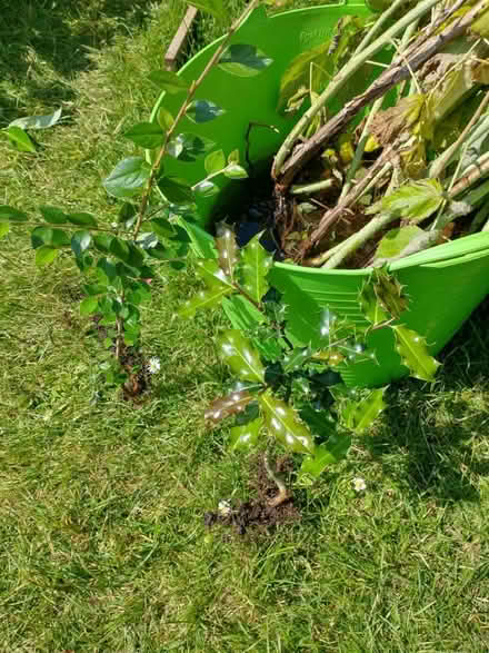 Photo of free Backberry, Loganberry rooted (Oaklands, Welwyn AL6) #2