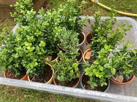 Photo of free Plants and trees (Waterlooville) #4