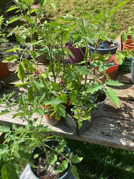 Photo of free Tomato plants (Chesham HP5) #1