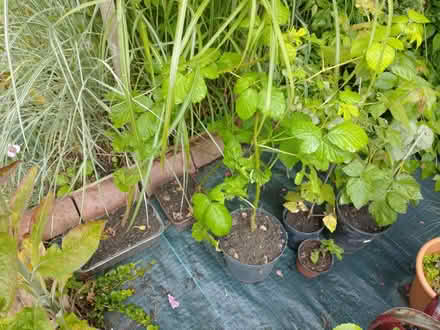 Photo of free Backberry, Loganberry rooted (Oaklands, Welwyn AL6) #1
