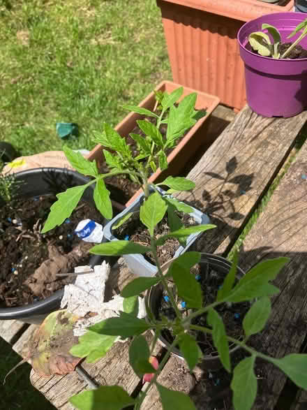 Photo of free Plants tomato (Chesham HP5) #1