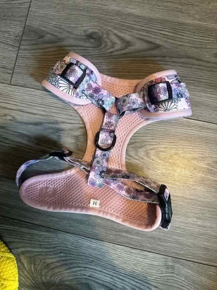 Photo of free Dog jumper and harness (G78) #2