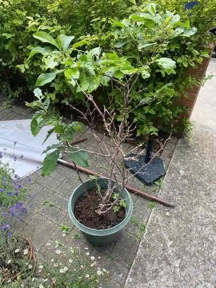 Photo of free Magnolia tree (Peckham SE15) #1