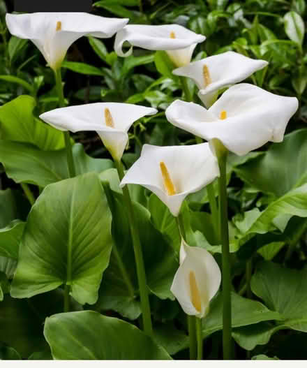 Photo of Lily Plant (Bletchley MK3) #1