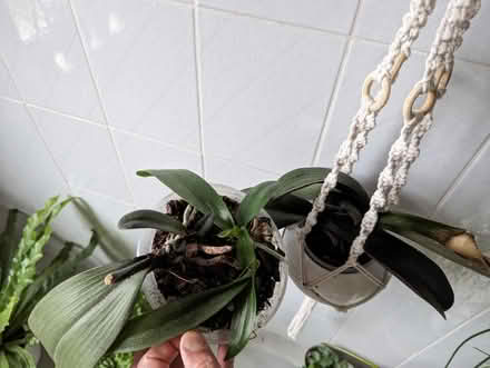 Photo of free Orchid plants (PR9) #1