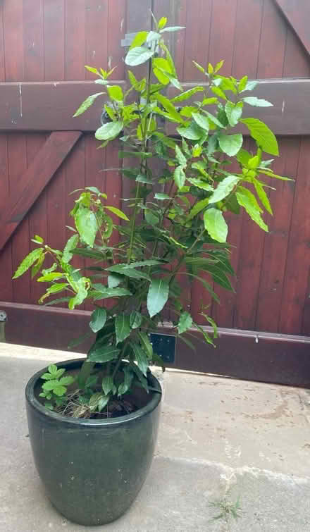 Photo of free Bay shrub (Beeston, NG9) #1