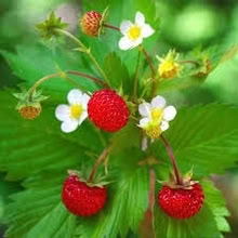 Photo of free 3 Alpine Strawberry plants (Morden SM4) #2