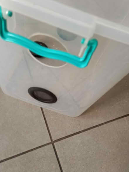 Photo of free (Stick) insect habitat (Loughborough Junction SE5) #3