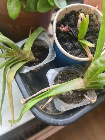 Photo of free Baby aloe vera (Batchwood/ New Greens AL3) #1