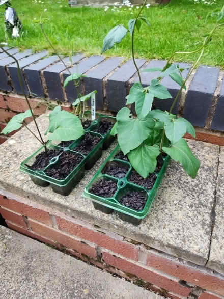Photo of free Runner beans (Portobello WV14) #1