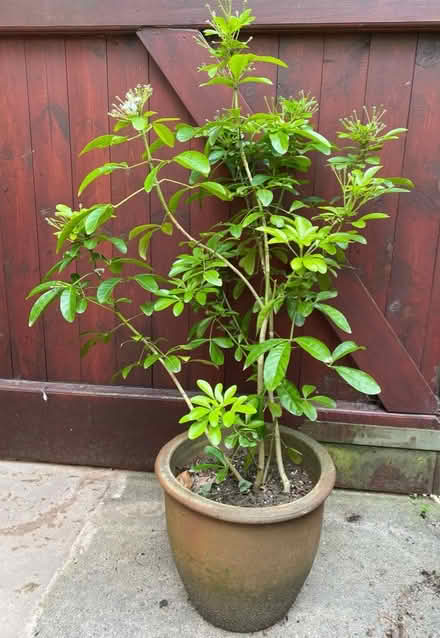 Photo of free Choiysia (Beeston, NG9) #1