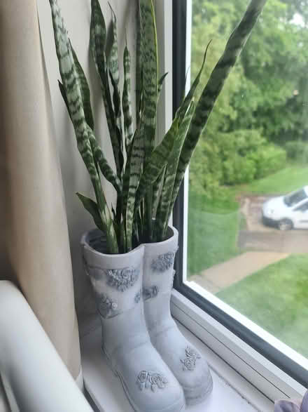 Photo of free Unloved plant in pot (Batchwood/ New Greens AL3) #1