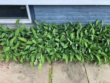 Photo of free Lily of the Valley (Midtown on Elmendorf, Kingston) #1