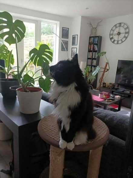 Photo of free Cat tree (Earsfield) #2