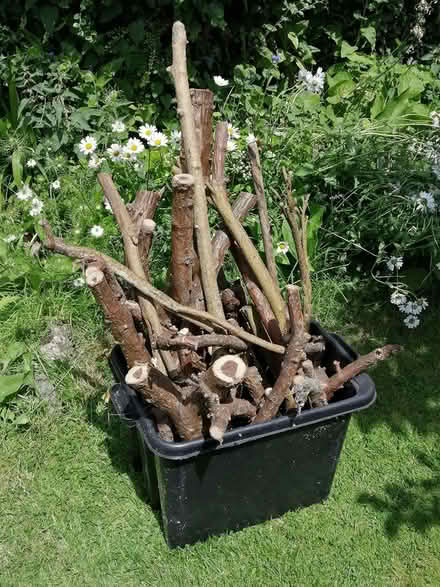 Photo of free Laburnum Offcuts (Barton under Needwood DE13) #1