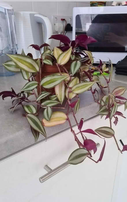 Photo of free Tradescantia- had a "haircut" (Hornsey/Crouch End N8) #2