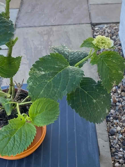 Photo of free Hydrangea - white (ME16 - Allington) #2