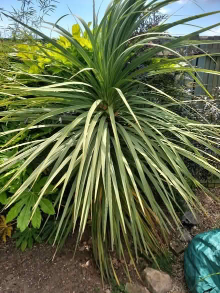 Photo of free TropicL palm (BN43) #2